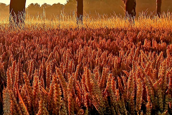 STEENAKKER - FIELDS OF GOLD